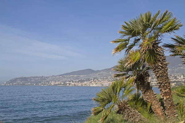 Palm splendor on the Riviera — Stock Photo, Image