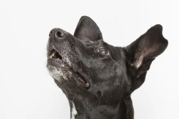 Retrato de perro —  Fotos de Stock