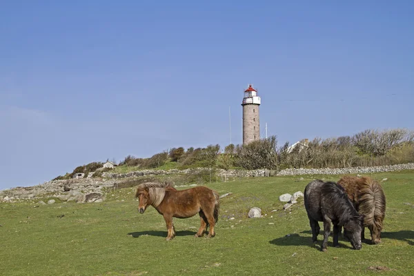 Lighthouse Lista Fyr and ponies — Stock Photo, Image