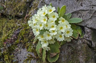 Primula vulgari