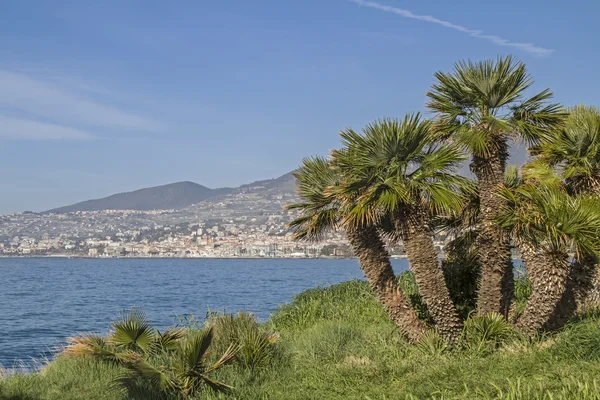Palma esplendor na Riviera — Fotografia de Stock