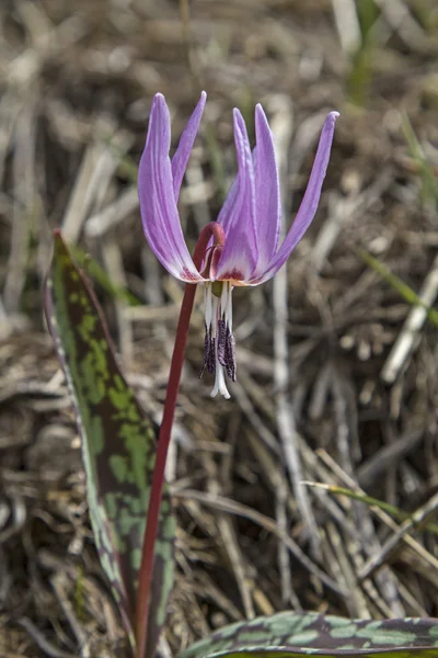 erythronium dens-büyük köpek