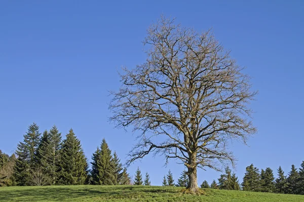 Oak tree on mountain meadow — Stock Photo, Image
