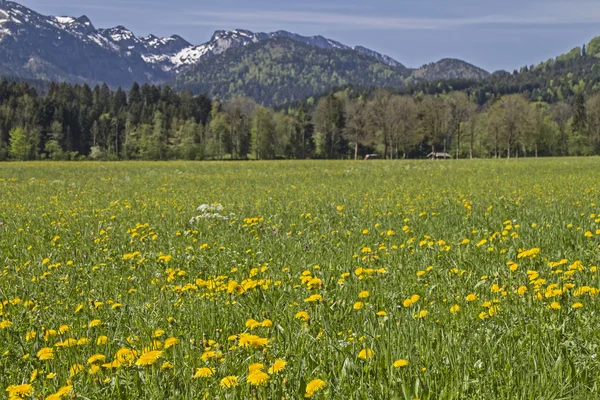 Primavera en Isarwinkel — Foto de Stock