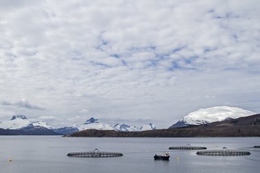 Fiyorttaki balık çiftliği
