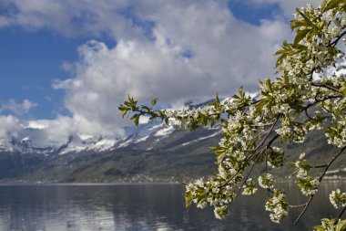 Meyve ağacı çiçeği Norveç'te