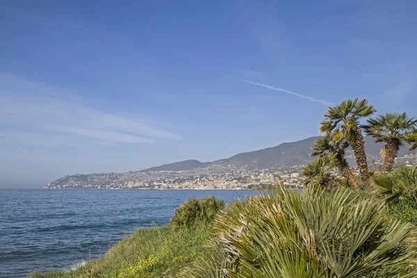 Palm splendor on the Riviera — Stock Photo, Image