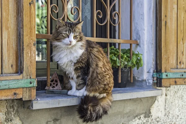 Cat with window — Stock Photo, Image