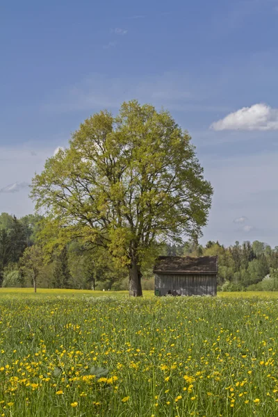 Prato brughiera in primavera — Foto Stock