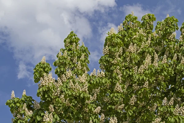 Chestnut blossom — Stock Photo, Image