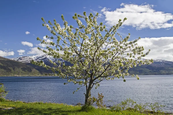 Primavera em Norway — Fotografia de Stock