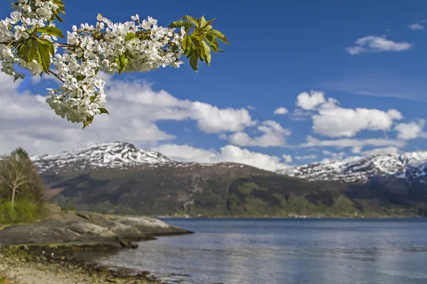 Primavera em Norway — Fotografia de Stock