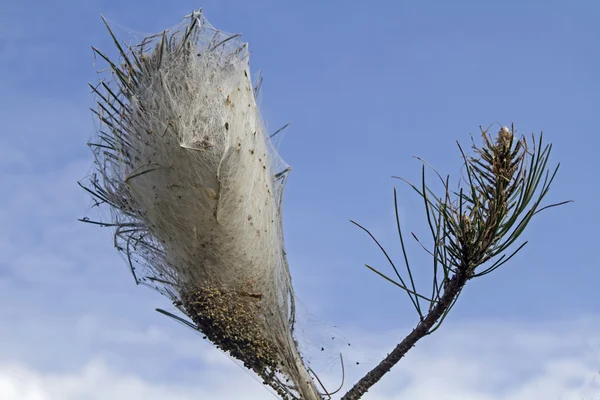 Plaga en un pino — Foto de Stock