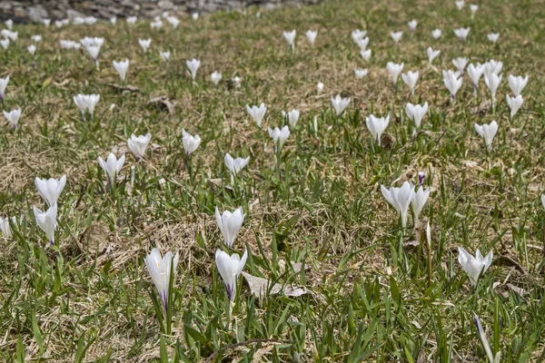 Çiğdem çayır — Stok fotoğraf