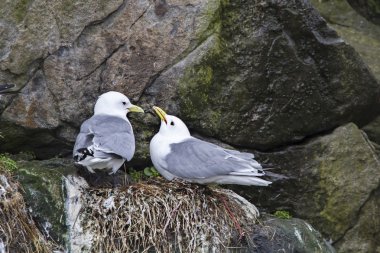 Ringa balığı düşünceli sırasında martılar