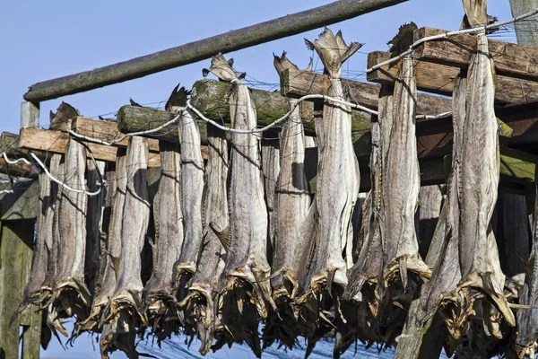 Stoccafisso su scaffali — Foto Stock