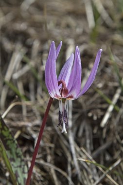 erythronium dens-büyük köpek