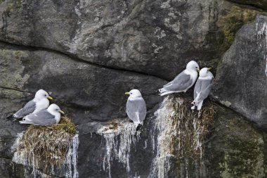 Ringa balığı düşünceli sırasında martılar