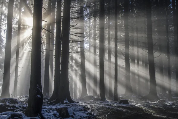 Raggi di sole nella foresta — Foto Stock