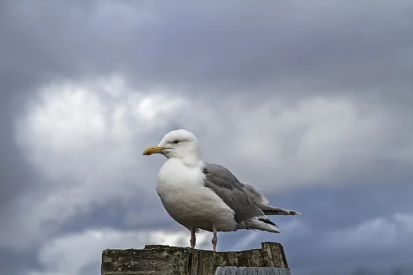 Larus argentatu — Fotografia de Stock