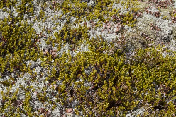 Typical vegetation of northern Scandinavia — Stock Photo, Image