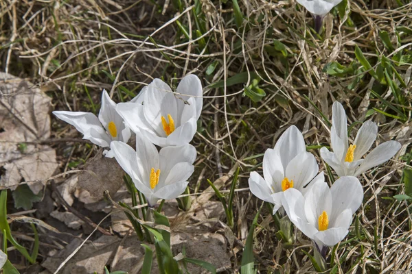 Crocus rét — Stock Fotó