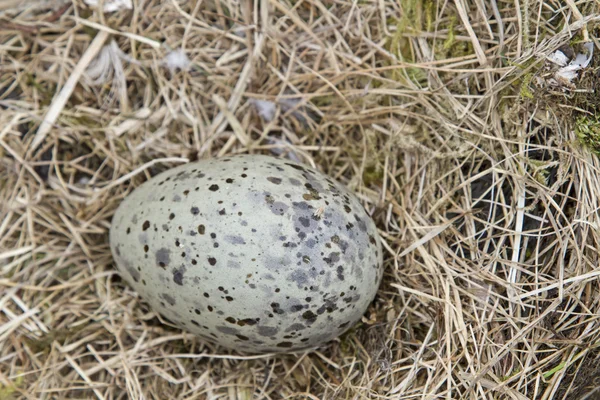 Heringsnest — Stockfoto