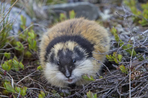 Wood lemming, rodent