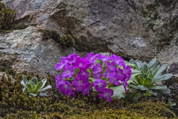 Primula farinosa — Fotografia de Stock