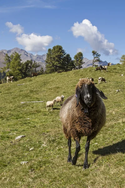 Tyrol koyun — Stok fotoğraf