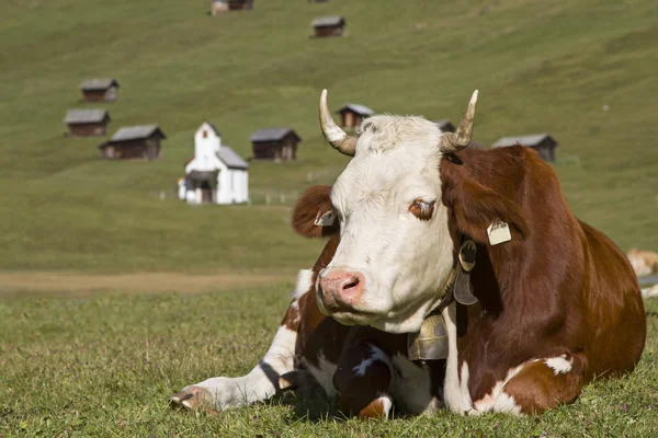 Cows on the Tschey meadows — Stock Photo, Image