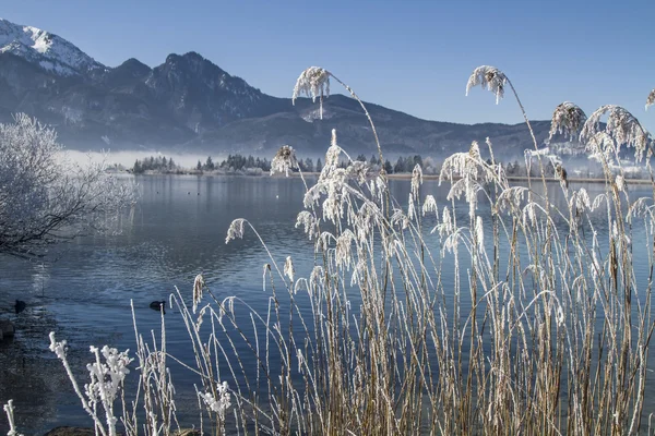 A winter morning at Lake Kochel — Stock Photo, Image