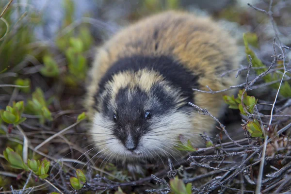 True lemming hi-res stock photography and images - Alamy