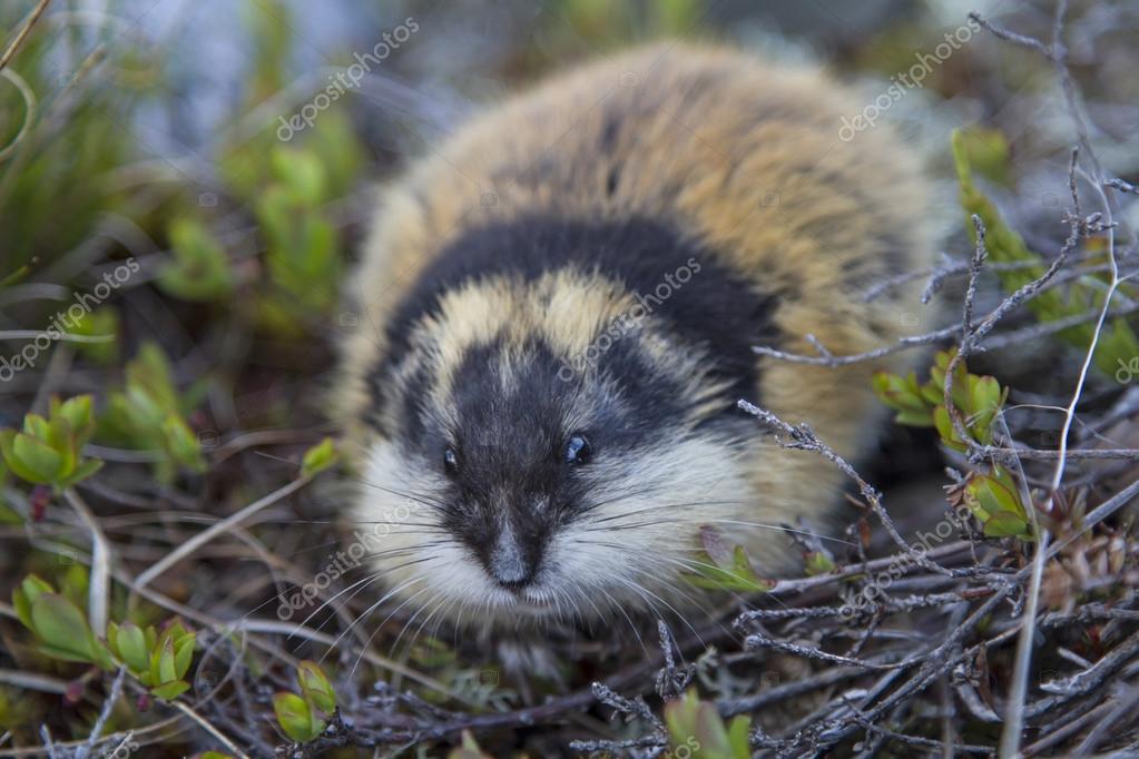 Lemming eating hi-res stock photography and images - Alamy