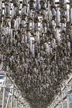 Stockfish rafları
