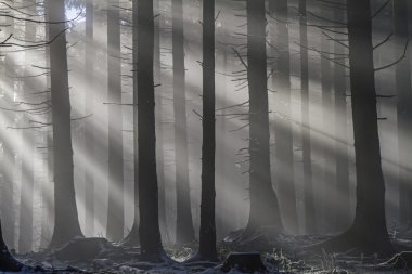 Ormanda güneş ışınları