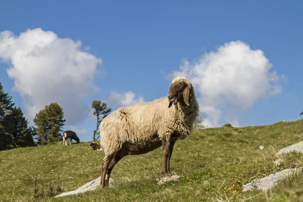 Sheep in Tyrol — Stock Photo, Image