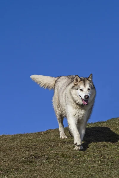 Alaskan malamut — Stockfoto