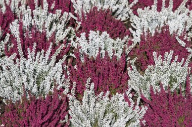 Kırmızı ve beyaz Erika