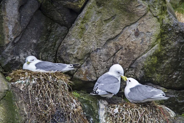 Herring gulls during brooding — Stock Photo, Image