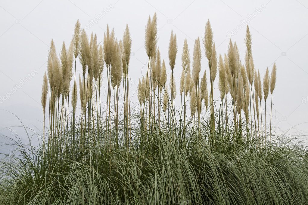  Cortaderia selloana