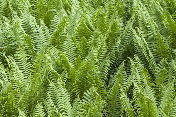 Ferns — Stock Photo, Image