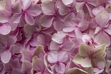 Hydrangea Macrophylla