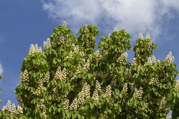 Chestnut blossom — Stock Photo, Image