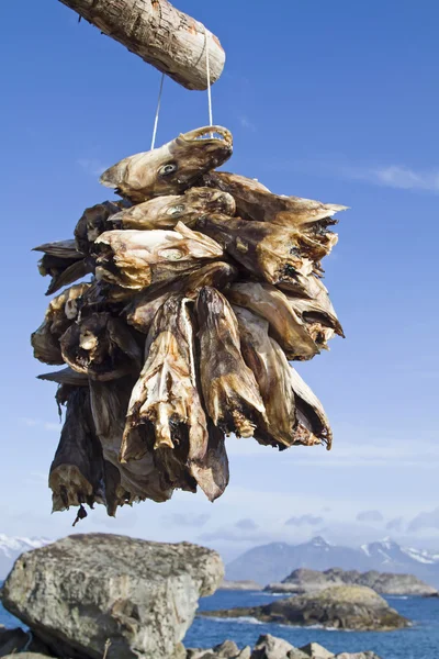 Racks de séchage de tête de poisson — Photo