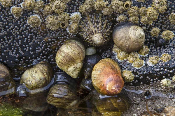 Batu siput — Stok Foto