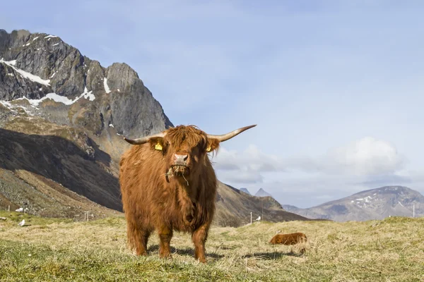 Hochlandrinder — Stockfoto