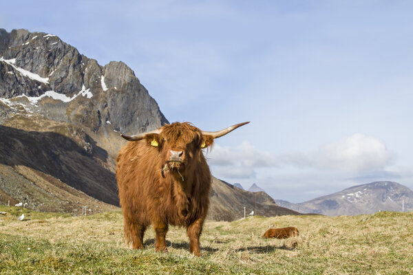 Highland Cattle