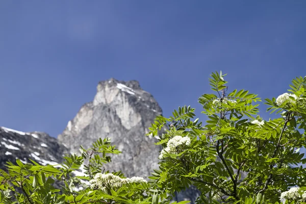 Rowan blossom tree — Stock Fotó