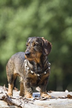 Dachshund